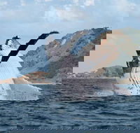 Byron Bay Whale Watching Cruise - Accommodation Sunshine Coast