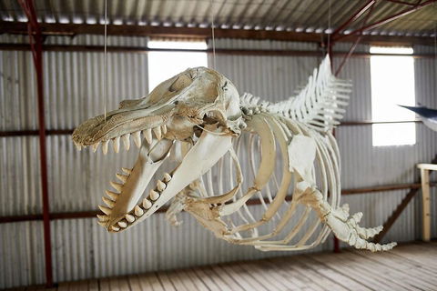 Albany's Whale Story - Accommodation Sunshine Coast 3