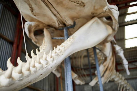 Albany's Whale Story - Accommodation Sunshine Coast 5