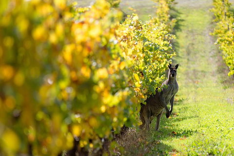 Margaret River 3 Day Escape - Accommodation Sunshine Coast 4