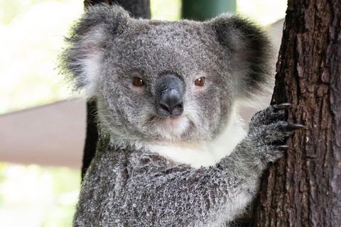 Wildlife Habitat Port Douglas - Accommodation Sunshine Coast 1