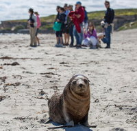 Kangaroo Island in a Day Tour from Adelaide - Accommodation Sunshine Coast