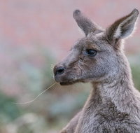Grampians National Park with Kangaroos and MacKenzie Falls from Melbourne