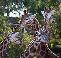 Werribee Open Range Zoo General Admission Ticket