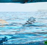 Cruise with Dolphins in Byron Bay - Accommodation Sunshine Coast