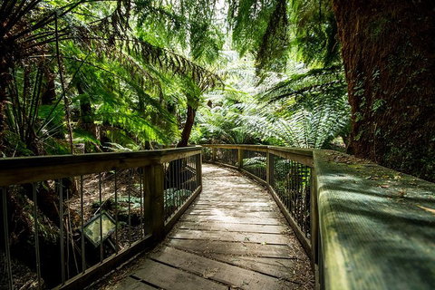 Melbourne To Adelaide South East Coast 3 Day Overland Tour - Accommodation Sunshine Coast 1