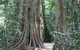 Noosa And Sunshine Coast Hinterland Day Trip From Brisbane - thumb 3