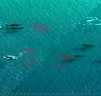 40-45 Minute Port Stephens and Stockton Beach Helicopter Flight - For 2 - Accommodation Sunshine Coast