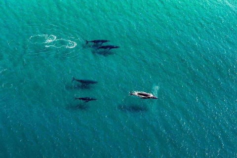 40-45 Minute Port Stephens And Stockton Beach Helicopter Flight - For 2 - Accommodation Sunshine Coast 0