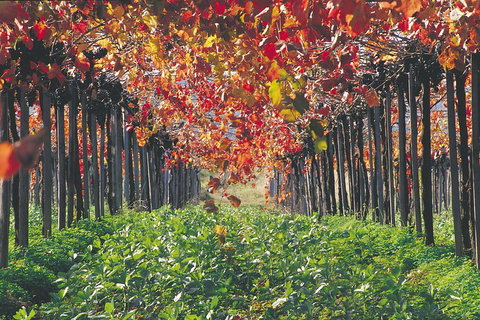 Margaret River Private Tour - Accommodation Sunshine Coast 0