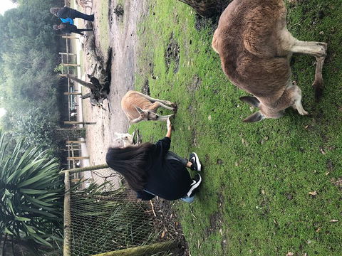 Perth Hills - Wildlife, Art & Gastronomy - Accommodation Sunshine Coast 4