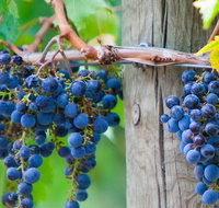 Yarra Valley Dandenong Ranges inc. lunch with wineplus morning teachocolate