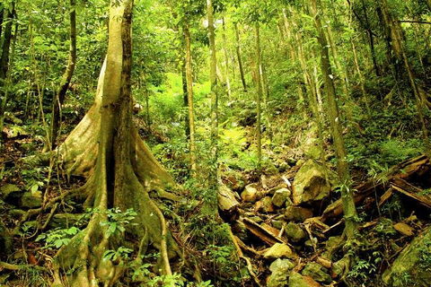Barron Gorge And Kuranda National Park Half Day Rainforest And Waterfall 4WD Tour From Cairns - Accommodation Sunshine Coast 4