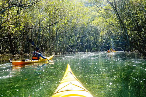 Middle Harbour Mangrove Explorer - Accommodation Sunshine Coast 0