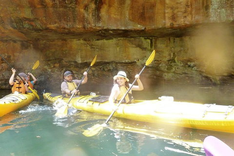 Middle Harbour Mangrove Explorer - Accommodation Sunshine Coast 1