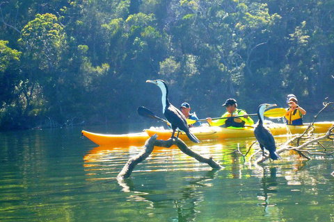 Middle Harbour Mangrove Explorer - Accommodation Sunshine Coast 2