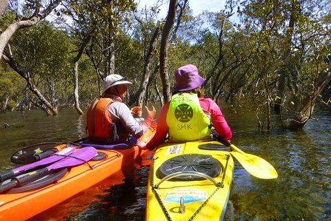 Middle Harbour Mangrove Explorer - Accommodation Sunshine Coast 3