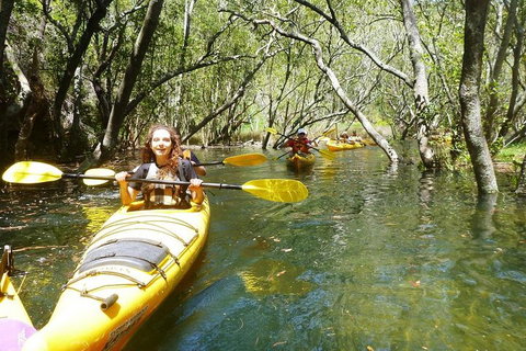 Middle Harbour Mangrove Explorer - Accommodation Sunshine Coast 4