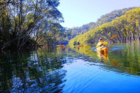 Middle Harbour Mangrove Explorer - Accommodation Sunshine Coast 5