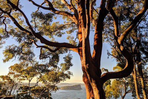 Manly & Sydney's Northern Beaches With 'Personalised Sydney Tours' - Accommodation Sunshine Coast 4
