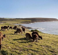 Kangaroo Island Personal Group Tours - Accommodation Sunshine Coast