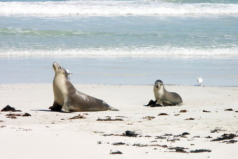 Kangaroo Island Personal Group Tours - Accommodation Sunshine Coast 3