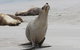 Kangaroo Island Personal Group Tours - thumb 4