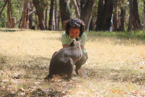 Cleland Wildlife Park Tour From Adelaide Including Mount Lofty Summit - Accommodation Sunshine Coast 1