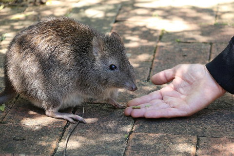 Cleland Wildlife Park Tour From Adelaide Including Mount Lofty Summit - Accommodation Sunshine Coast 2