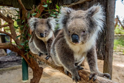 Cleland Wildlife Park Tour From Adelaide Including Mount Lofty Summit - Accommodation Sunshine Coast 3