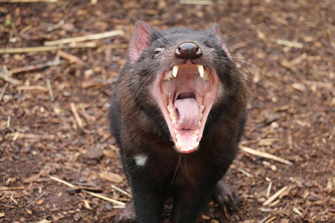 Cleland Wildlife Park Tour From Adelaide Including Mount Lofty Summit - Accommodation Sunshine Coast 4