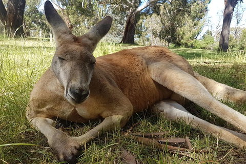 Cleland Wildlife Park Tour From Adelaide Including Mount Lofty Summit - Accommodation Sunshine Coast 5