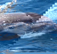 Jervis Bay Dolphin Watch Cruise - Accommodation Sunshine Coast