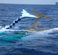 Whale Watching Jervis Bay - Accommodation Sunshine Coast