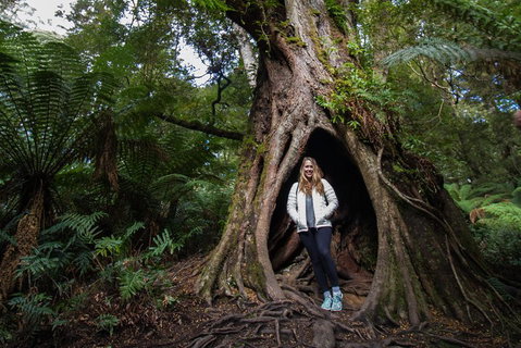 Great Ocean Road Small-Group Ecotour From Melbourne - Accommodation Sunshine Coast 4