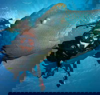 Great Barrier Reef Snorkeling and Diving Cruise from Cairns - Accommodation Sunshine Coast