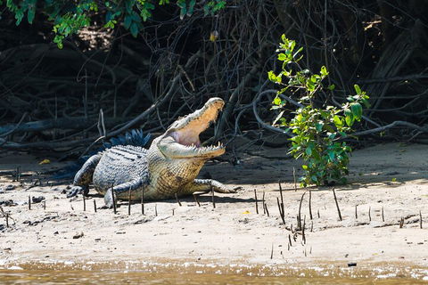 Full Day Cooktown Private Tour - Accommodation Sunshine Coast 4