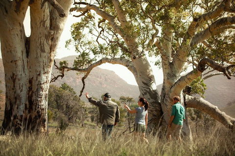 Yura Udnyu - Our Culture, Your Culture (Aboriginal Cultural Walk) - Accommodation Sunshine Coast 5