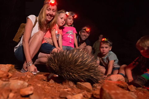 Alice Springs Desert Park Nocturnal Tour - Accommodation Sunshine Coast 5