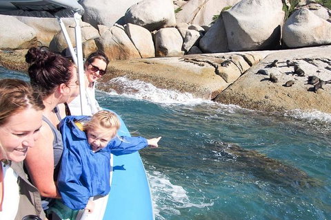 Seal Island Boat Tour From Victor Harbor - Accommodation Sunshine Coast 4