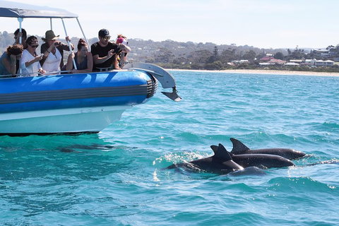 Seal Island Boat Tour From Victor Harbor - Accommodation Sunshine Coast 5