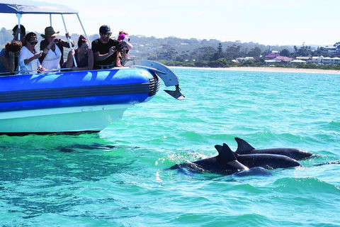 Southern Ocean Adventure From Victor Harbor - Accommodation Sunshine Coast 2