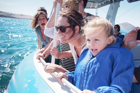 Southern Ocean Adventure From Victor Harbor - Accommodation Sunshine Coast 4