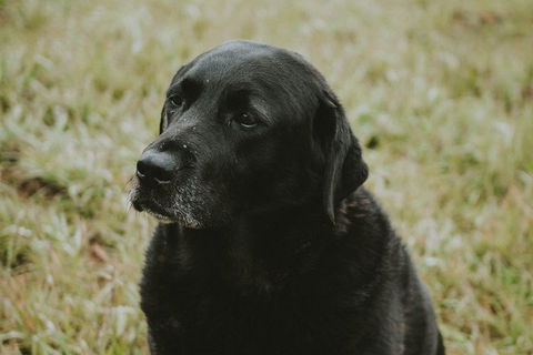 Daylesford Wine Tours: Wine, Cider, Gin, Vodka, Port, Food & Sights Tours! - Accommodation Sunshine Coast 4