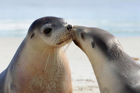 2 Day Ultimate Kangaroo Island With Return Ferry - Accommodation Sunshine Coast 2