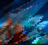 SEA LIFE Sunshine Coast Aquarium Entrance Ticket - Accommodation Sunshine Coast