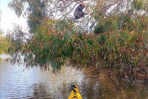 Kangaroo Island Self-Guided Kayaking On The Harriet River - Accommodation Sunshine Coast 4