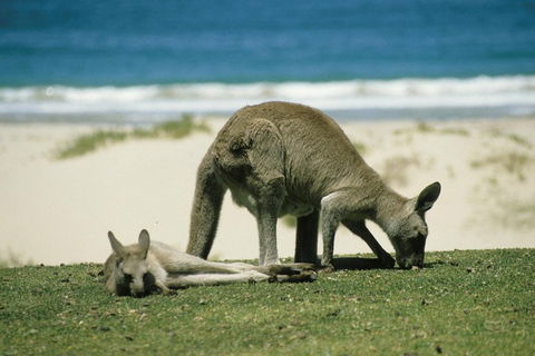 Great Ocean Road Highlights Tour - 2 Days, 1 Night - Accommodation Sunshine Coast 2