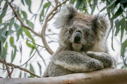 Great Ocean Road & Grampians National Park Tour - 3 Days, 2 Nights - Accommodation Sunshine Coast 2