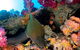 Scuba Dive The S.S. Yongala Wreck On The Great Barrier Reef. - thumb 1